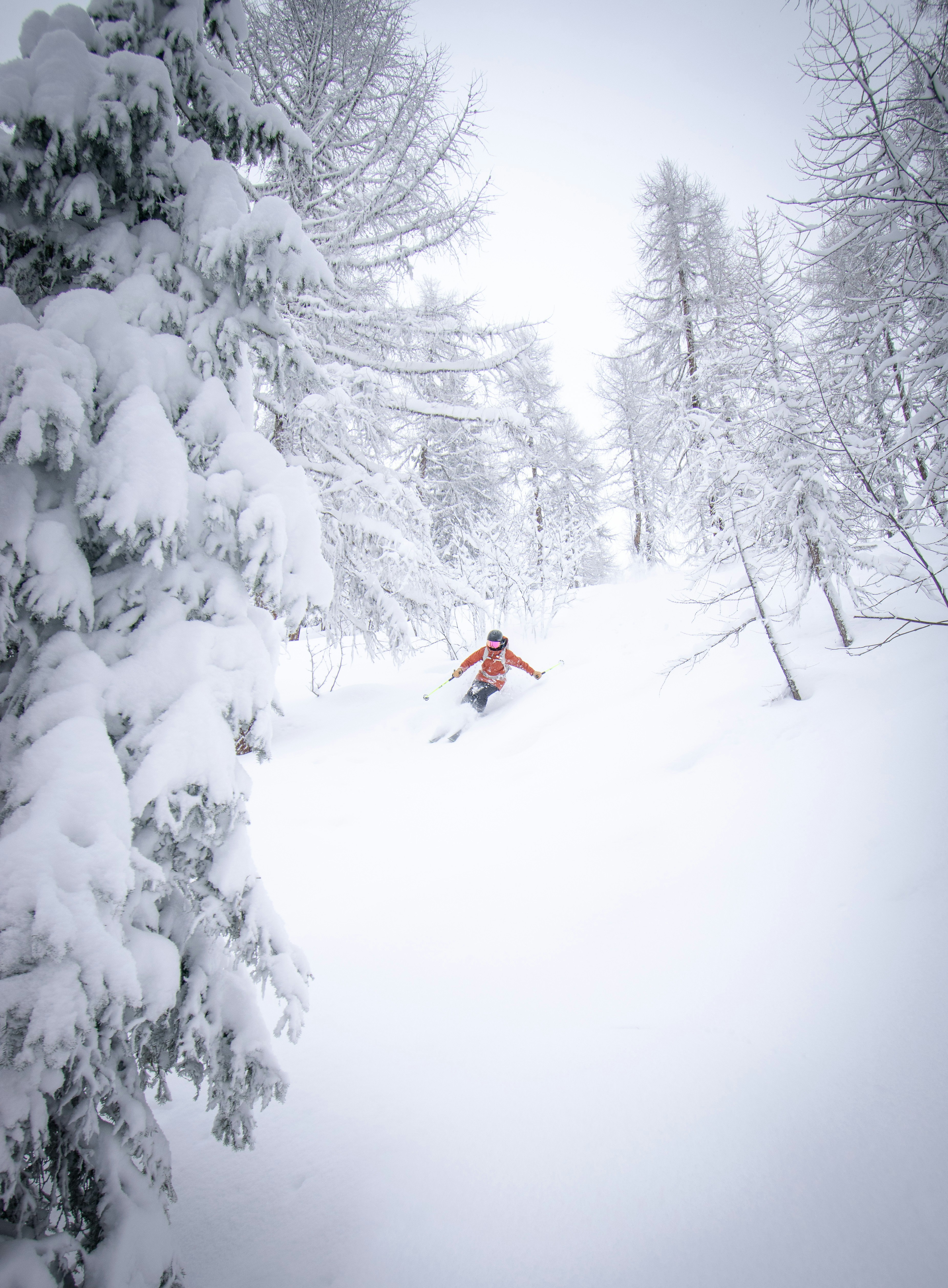 Skier carving through deep fresh powder snow between pine trees in the French Alps